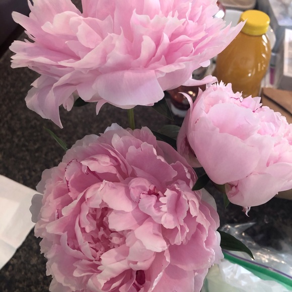 Meet your Posher, JJ - Picture 1 of 1